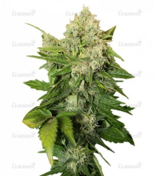 sort_Chronic_regular_Serious_Seeds__bdnVxjhdU4zYUezu.jpg sort_Chronic_regular_Serious_Seeds__bdnVxjhdU4zYUezu.jpg