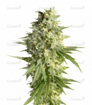 sort_Double_Dutch_Serious_Seeds__JBF7tzZM4M2MIV7d.jpg sort_Double_Dutch_Serious_Seeds__JBF7tzZM4M2MIV7d.jpg
