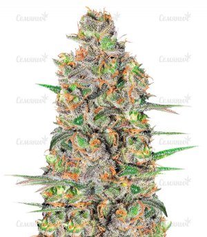 sort_GREEN_LOVE_POTION_Samsara__MVXN0v8Rv1T0vkoN.jpg sort_GREEN_LOVE_POTION_Samsara__MVXN0v8Rv1T0vkoN.jpg
