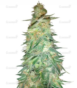sort_HOLY_GRAIL_69_Samsara__RTAQRFXhJQO1EFxt.jpg