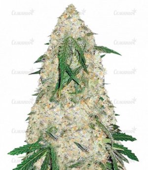 sort_Bubblegum_Pro_victory_seeds__pC2sn9Ku9sEm5Vxz.jpg