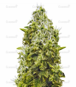 sort_Jack_Hammer_victory_seeds__GWJ7EV4vFQGUX1TN.jpg sort_Jack_Hammer_victory_seeds__GWJ7EV4vFQGUX1TN.jpg