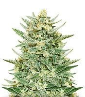 strawberry-banana-auto-mini--eBk7Rj7qKMQUGmD4__AMgzXvcbF7tn6G4m.jpg