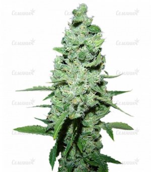 sort_AK_47_regular_Serious_Seeds__pUMBbiwtXQaDJBic.jpg sort_AK_47_regular_Serious_Seeds__pUMBbiwtXQaDJBic.jpg