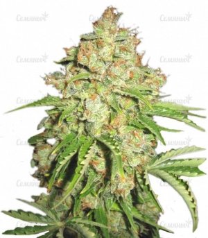 sort_Autoflowering_White_Russian_1__rS8z1yKWI5p7jDJA.jpg