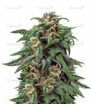 sort_Biddy_Early_Serious_Seeds__AlGp7rpDXO9GBt9Q.jpg