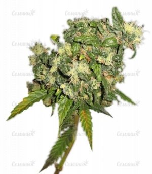 sort_Biddy_Early_regular_Serious_Seeds__JqHVv8ZhIEmgFjhA.jpg sort_Biddy_Early_regular_Serious_Seeds__JqHVv8ZhIEmgFjhA.jpg