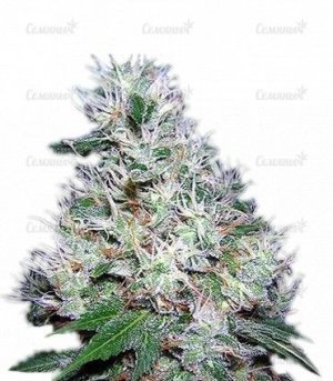 sort_Bubble_Gum_regular_Serious_Seeds__twx4J7rMNKq4T2XD.jpg sort_Bubble_Gum_regular_Serious_Seeds__twx4J7rMNKq4T2XD.jpg