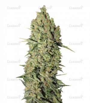 sort_Chronic_Serious_Seeds__W2zbE05cBA9BS8Fn.jpg sort_Chronic_Serious_Seeds__W2zbE05cBA9BS8Fn.jpg