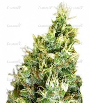 sort_Double_Dutch_regular_Serious_Seeds__qqcqJyYJwsuFbdhl.jpg sort_Double_Dutch_regular_Serious_Seeds__qqcqJyYJwsuFbdhl.jpg
