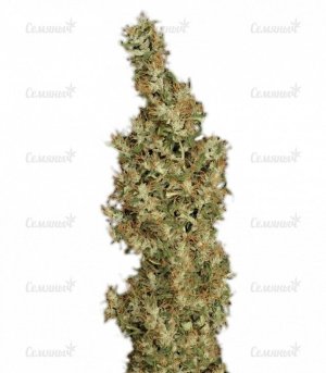 sort_Kali_Mist_regular_Serious_Seeds__k6q5vFK9gZinoPul.jpg sort_Kali_Mist_regular_Serious_Seeds__k6q5vFK9gZinoPul.jpg