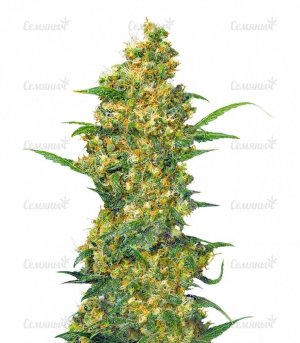 sort_Warlock_Serious_Seeds__juIkSELyNXZNtZpa.jpg sort_Warlock_Serious_Seeds__juIkSELyNXZNtZpa.jpg