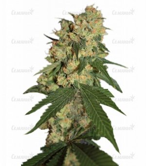 sort_Warlock_regular_Serious_Seeds__931xvLAIE73M0Tgs.jpg