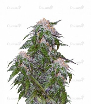sort_Medical_VIP__P47iwTTbSxNSDbn2.jpg sort_Medical_VIP__P47iwTTbSxNSDbn2.jpg