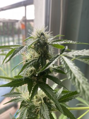 IMG_0370.jpeg