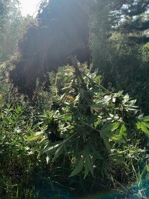 20230808_183119.jpg