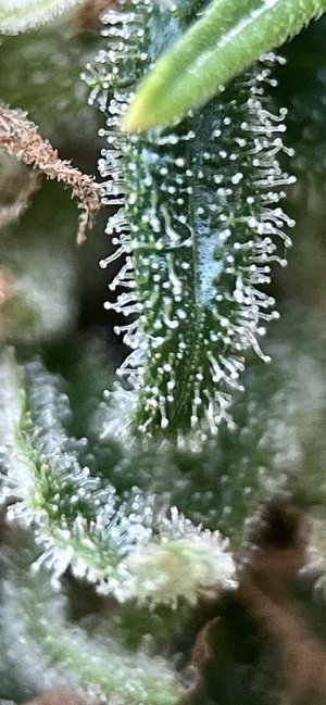 IMG_3496.jpeg