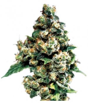 Jack Herer GHS.jpg