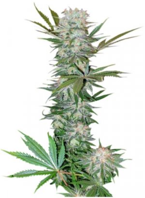 G13 Haze.jpg