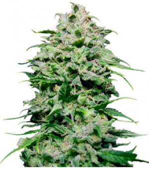 chem bomb auto.jpg chem bomb auto.jpg