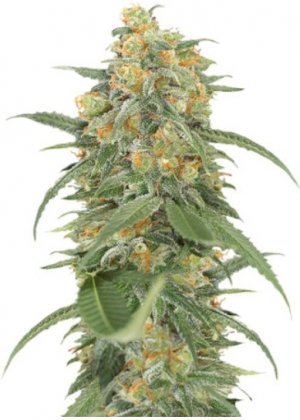 Green Crack 2.0.jpg Green Crack 2.0.jpg