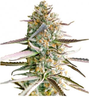 runtz fast flowering.jpg runtz fast flowering.jpg