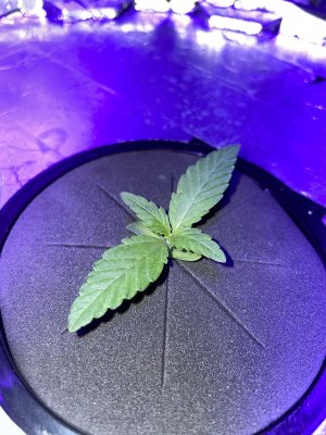 IMG_1663.JPG