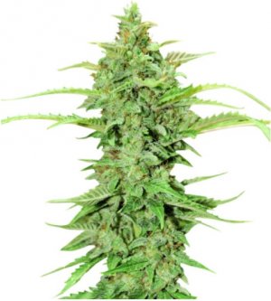 cbd gc auto.jpg