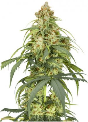 auto cbd force.jpg