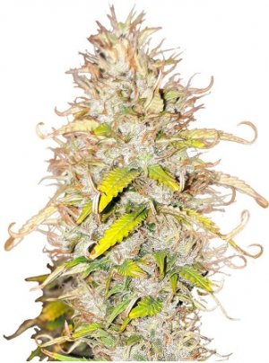 green gelato.jpg