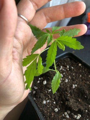 IMG_3854.jpeg