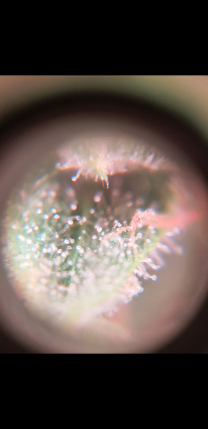 S31019-230343.png