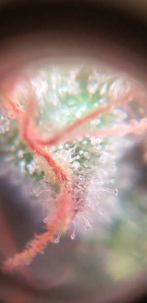 S31019-230347.png