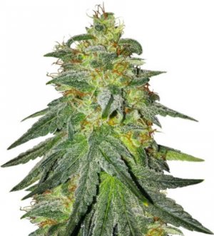 bruce banner #3.jpg