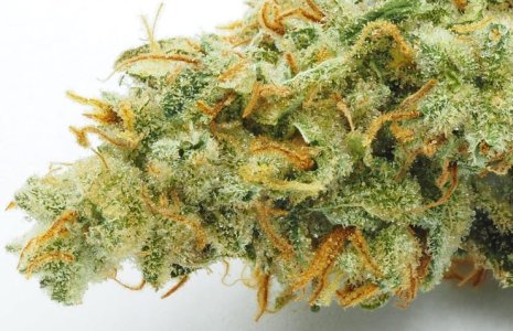 super lemon haze.jpg super lemon haze.jpg