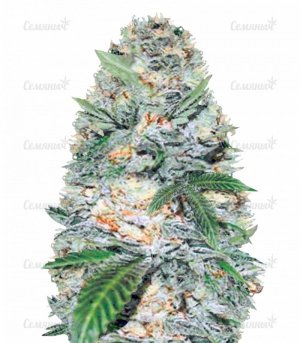 sort_Auto_Jack_Hammer_victory_seeds__1UqCjQrRMG3FEVuU.jpg sort_Auto_Jack_Hammer_victory_seeds__1UqCjQrRMG3FEVuU.jpg