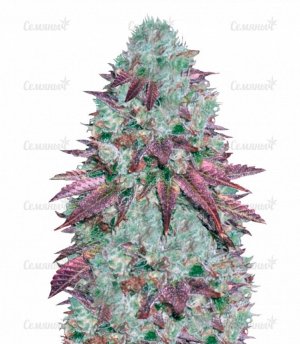 sort_Auto_NHL_Diesel_victory_seeds__xztdMaATbJjjI6Ft.jpg sort_Auto_NHL_Diesel_victory_seeds__xztdMaATbJjjI6Ft.jpg