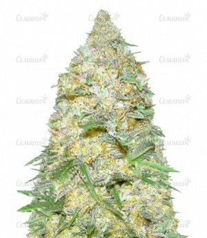 sort_Auto_Super_Extra_Skunk_victory_seeds__Ynz8APQZFurEqBu6.jpg