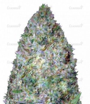 sort_Chronic_Monster_XXL_victory_seeds__nttmB2MgGac2T0G4.jpg