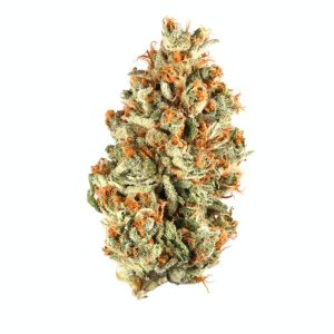 tangie.jpg tangie.jpg