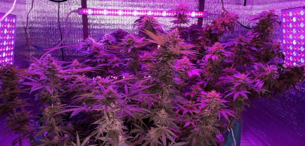 gorilla-glue-4-fem-anesia-seeds__upVaajYp6CRBpRpV.jpg gorilla-glue-4-fem-anesia-seeds__upVaajYp6CRBpRpV.jpg