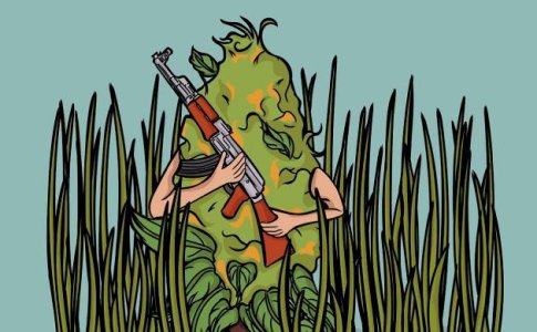 Описание сорта Auto AK 2 от сидбанка Семяныч