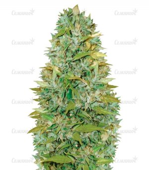 sort_Auto_Biggest_Bud_victory_seeds__9KI4Ge3g1bC8HkVT.jpg