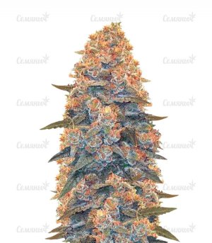 sort_Auto_Blow_Dream_victory_seeds__yW72fHsnPpxc44wm.jpg sort_Auto_Blow_Dream_victory_seeds__yW72fHsnPpxc44wm.jpg