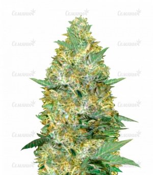 sort_Auto_Caramelino_Pro_victory_seeds__jWa5CkvXjz2G8sH2.jpg sort_Auto_Caramelino_Pro_victory_seeds__jWa5CkvXjz2G8sH2.jpg