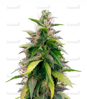 sort_Auto_Original_Berry_victory_seeds__GTJ5mMxSbAbC6Q5i.jpg sort_Auto_Original_Berry_victory_seeds__GTJ5mMxSbAbC6Q5i.jpg