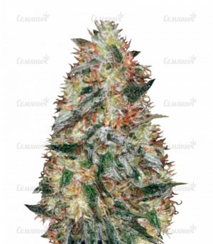 sort_Auto_Original_Limonade_Skunk_victory_seeds__ndfkCcZGWYVcTutU.jpg sort_Auto_Original_Limonade_Skunk_victory_seeds__ndfkCcZGWYVcTutU.jpg