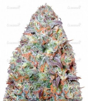 sort_Chocodope_victory_seeds__UyTbpYcMveiz2Qc6.jpg sort_Chocodope_victory_seeds__UyTbpYcMveiz2Qc6.jpg