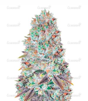sort_Original_Berry_victory_seeds__QoM7FJQo3mzOqCIP.jpg sort_Original_Berry_victory_seeds__QoM7FJQo3mzOqCIP.jpg