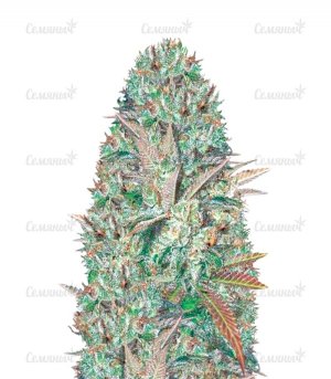 sort_Somango_victory_seeds__mU58IkLQEoBjME0b.jpg sort_Somango_victory_seeds__mU58IkLQEoBjME0b.jpg